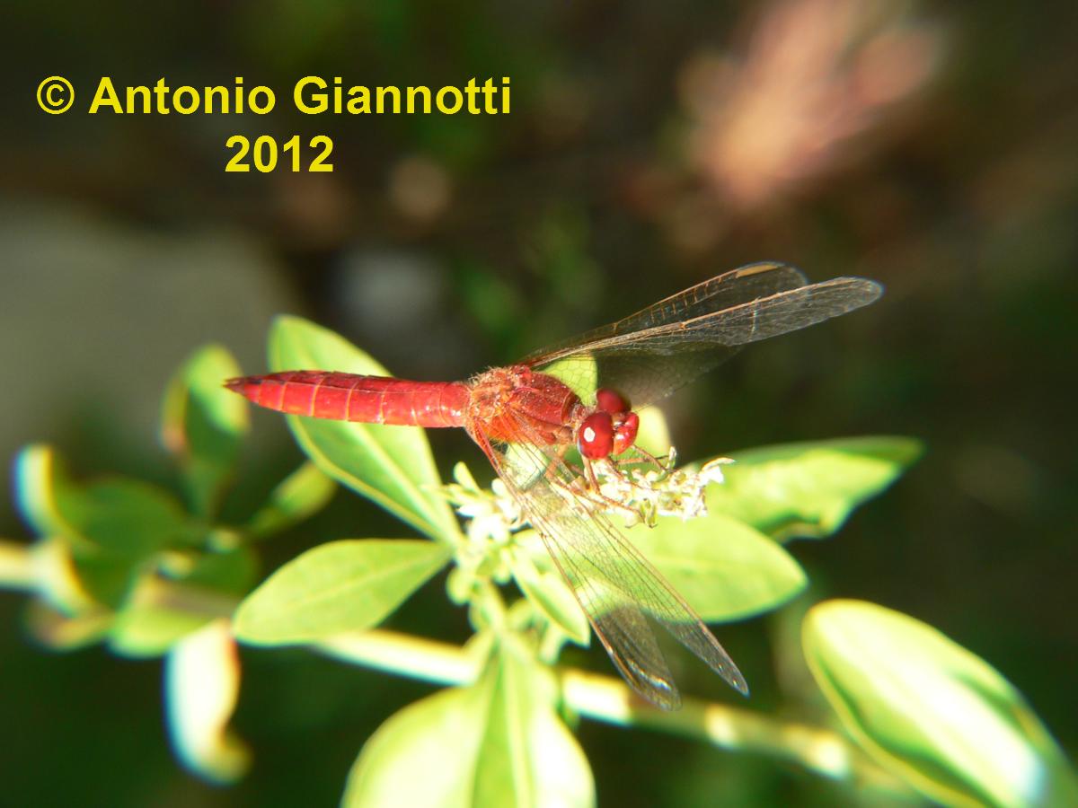 Sympetrum fonscolombei (m) ?