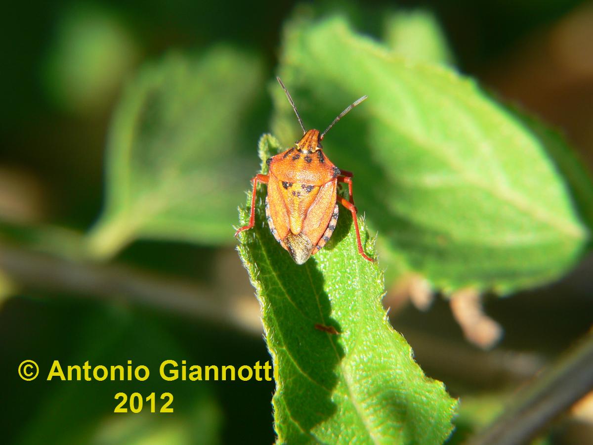 Carpocoris - purpureipennis ?