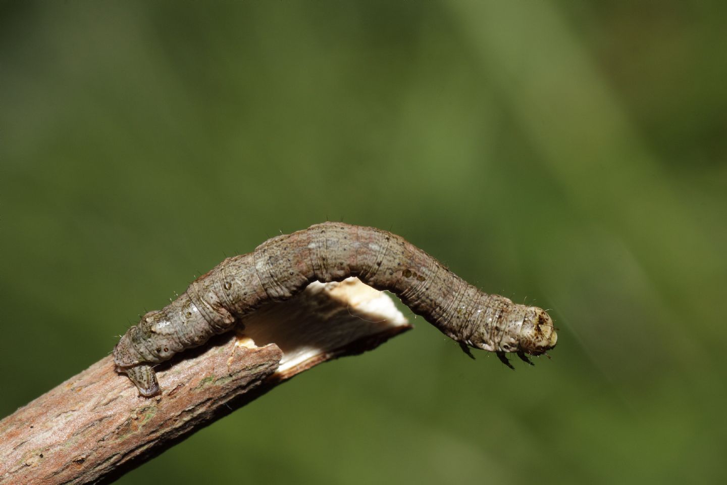 Richiesta ID bruco 1 -  Geometridae Ennominae