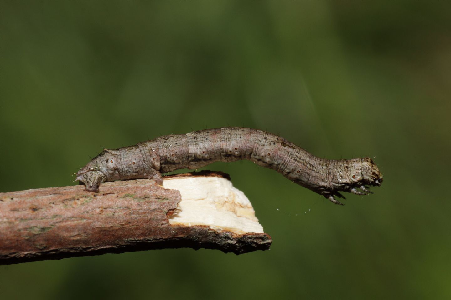 Richiesta ID bruco 1 -  Geometridae Ennominae