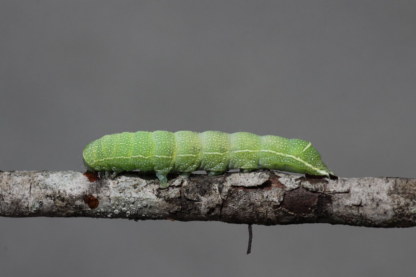 Richiesta ID bruco 4 - Orthosia (Monima) cerasi