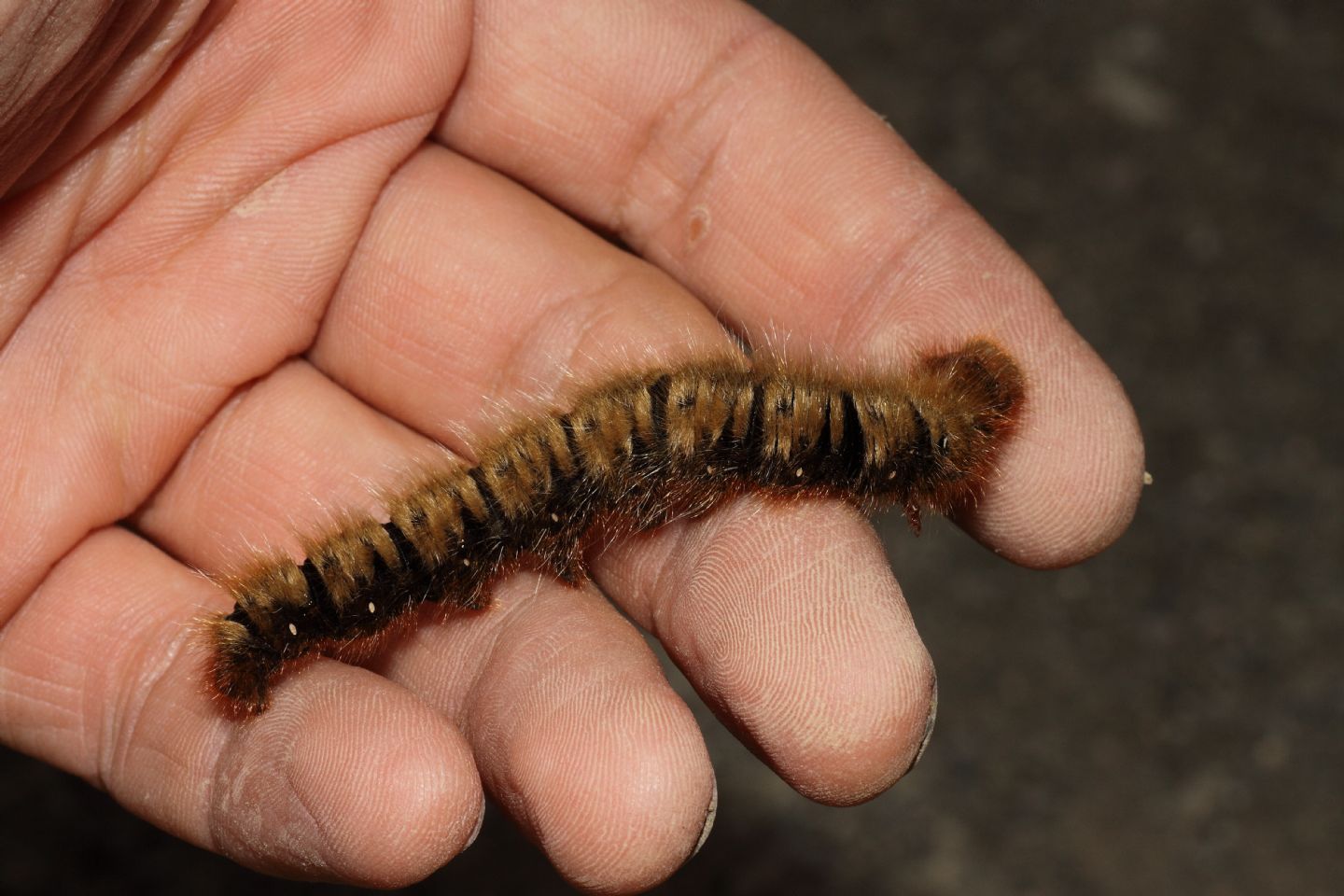 Conferma ID bruco - Lasiocampa (Lasiocampa) quercus