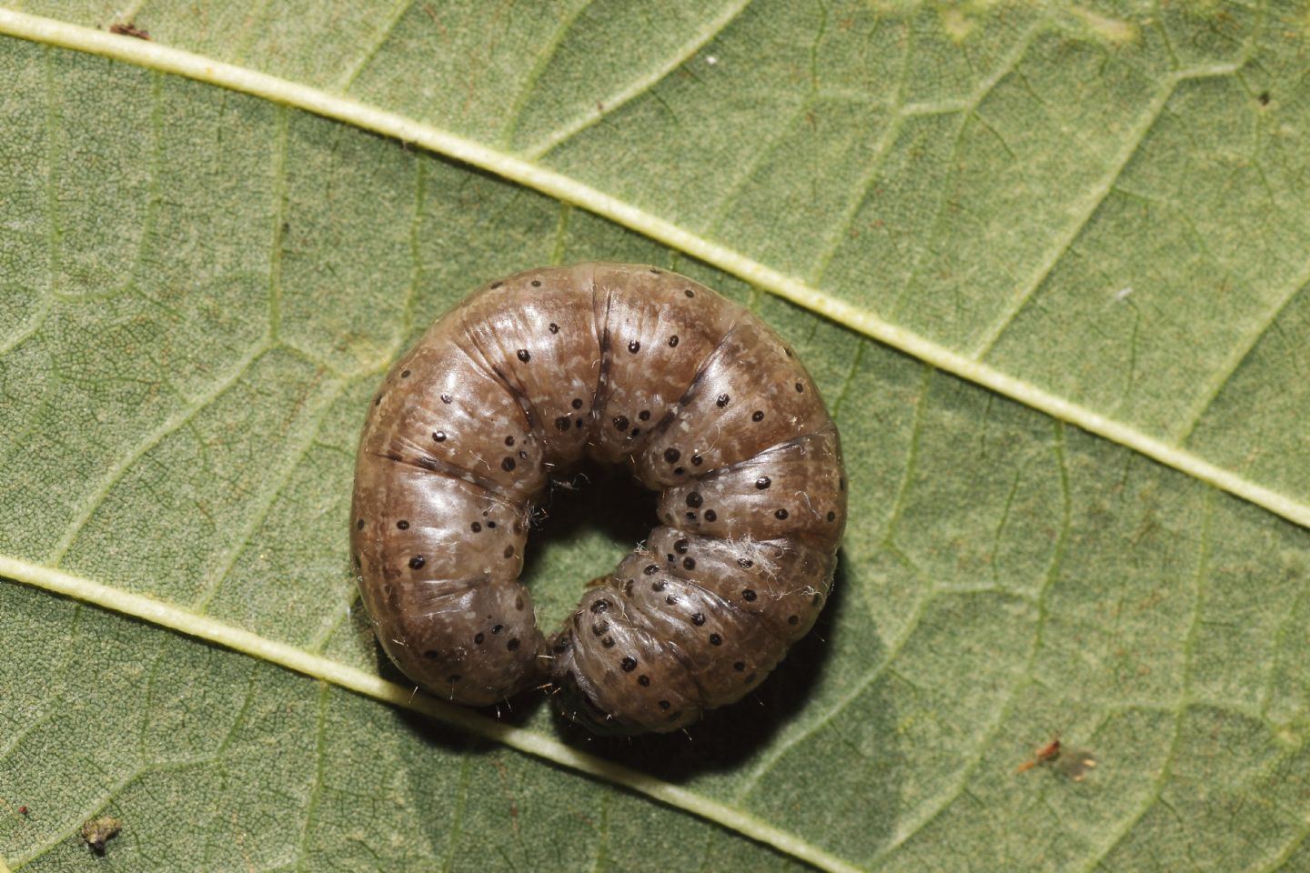 Richiesta ID bruco 5 - Agrotis sp. cfr. ipsilon