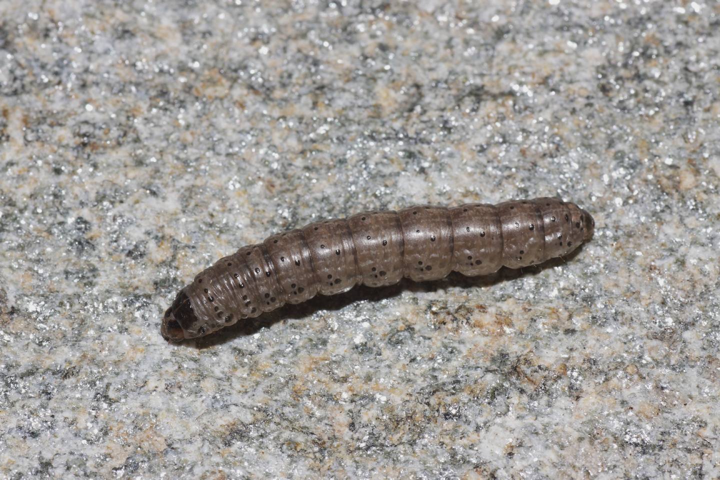 Richiesta ID bruco 5 - Agrotis sp. cfr. ipsilon