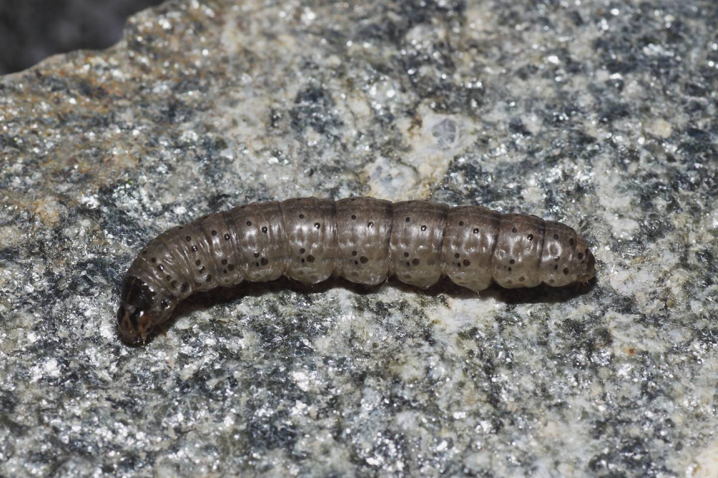 Richiesta ID bruco 5 - Agrotis sp. cfr. ipsilon