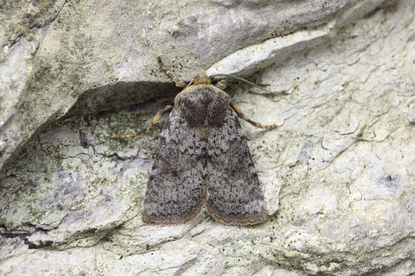 Falena da ID 1 - Conistra (Dasycampa) staudingeri