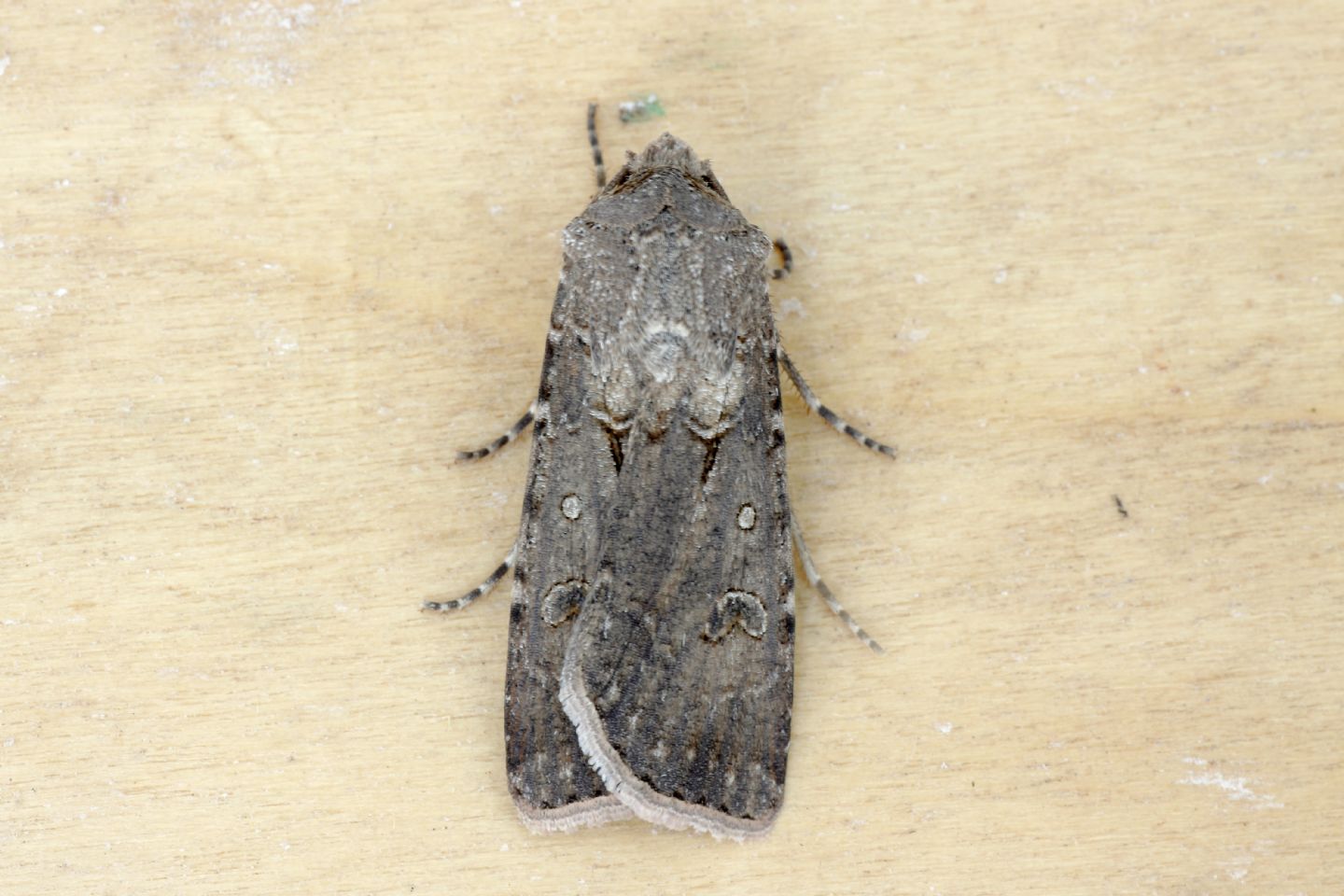 Falena da ID 2 -  Agrotis segetum