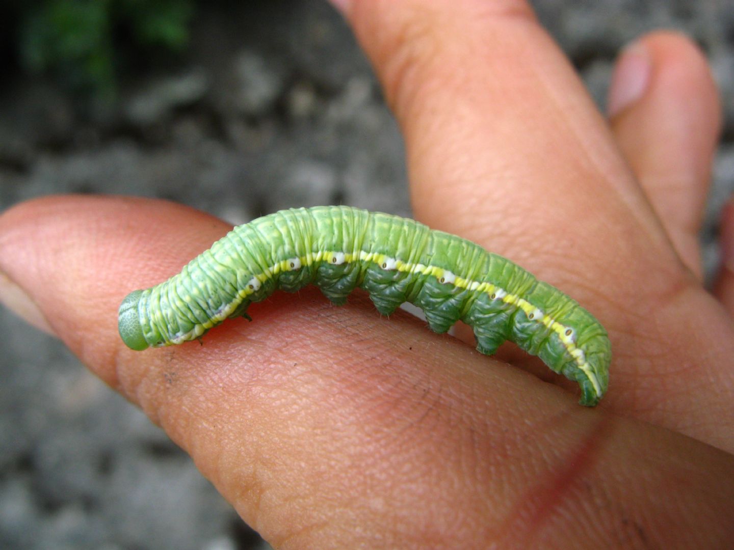 Quale bruco ? - Drymonia sp., Notodontidae