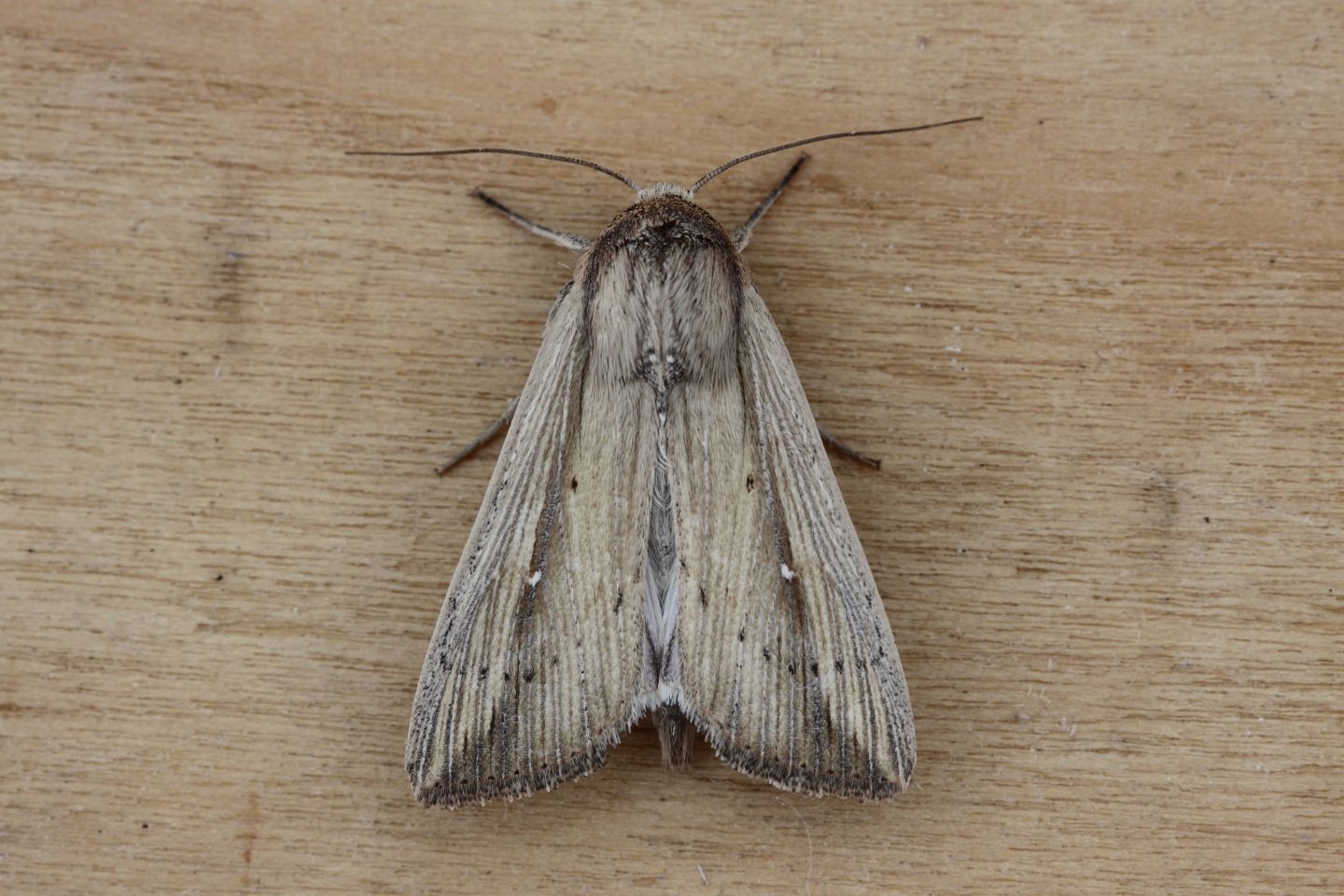 Mythimna ? No, Leucania (Acantholeucania) loreyi