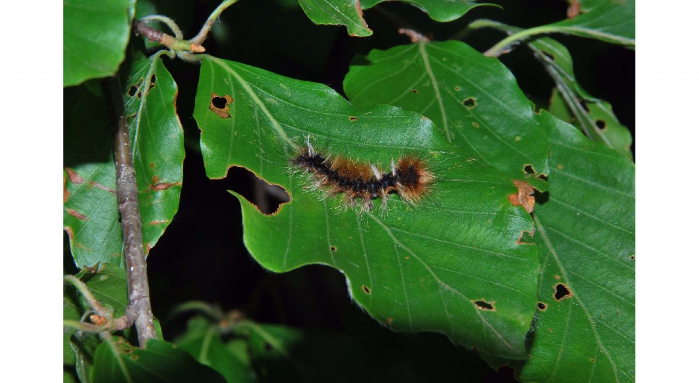 ID bruco - Arctornis l-nigrum, Erebidae