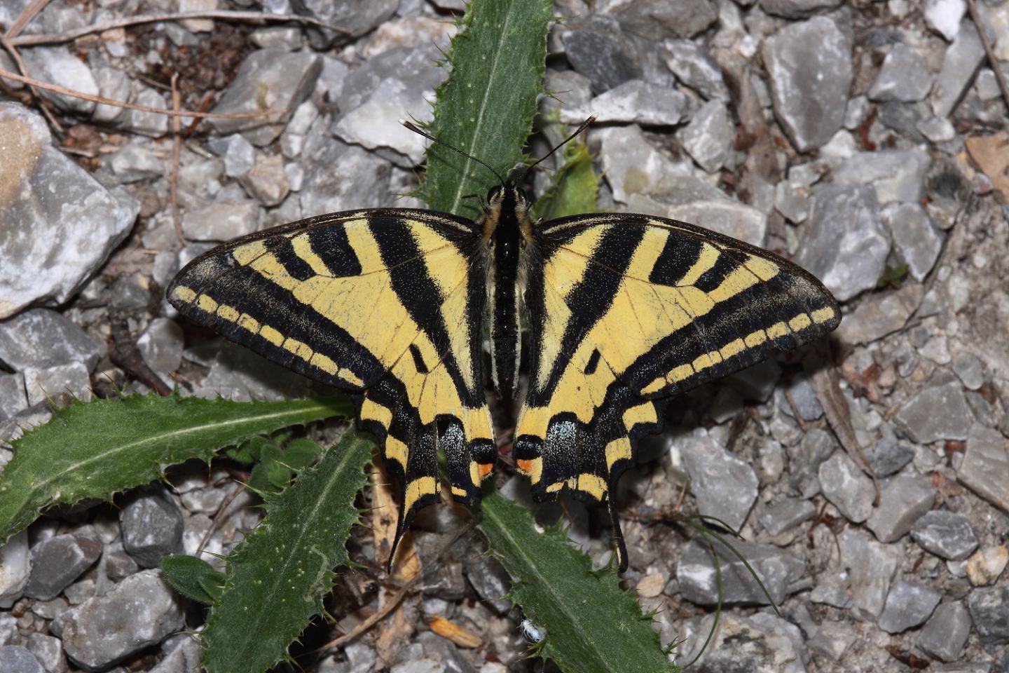 Papilio Alexanor + Hipparchia sp.