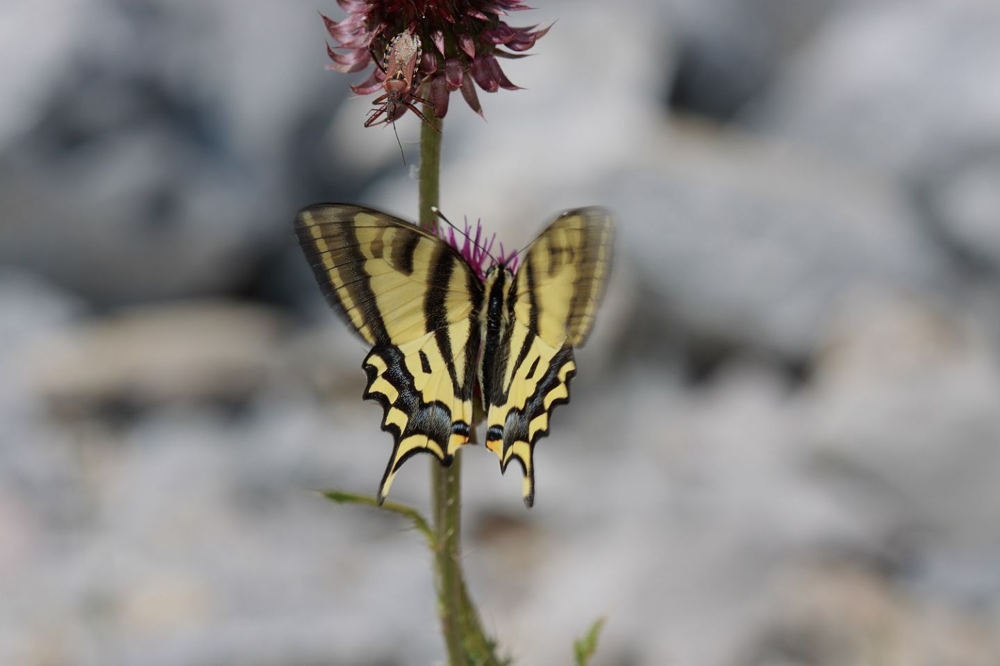 Papilio Alexanor + Hipparchia sp.