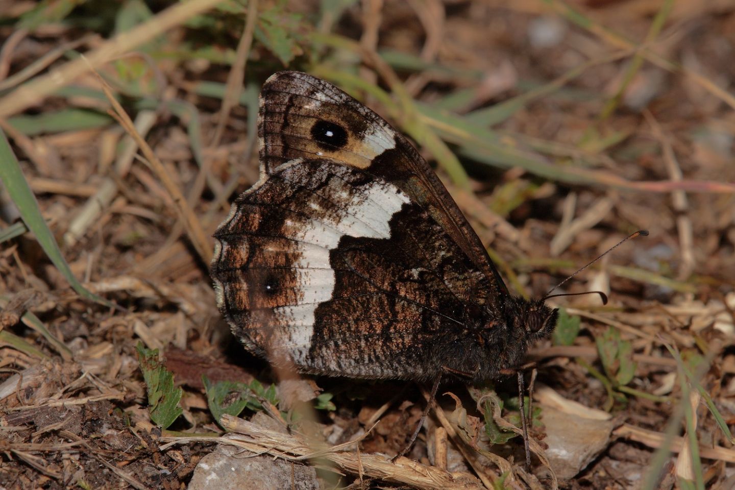 Papilio Alexanor + Hipparchia sp.