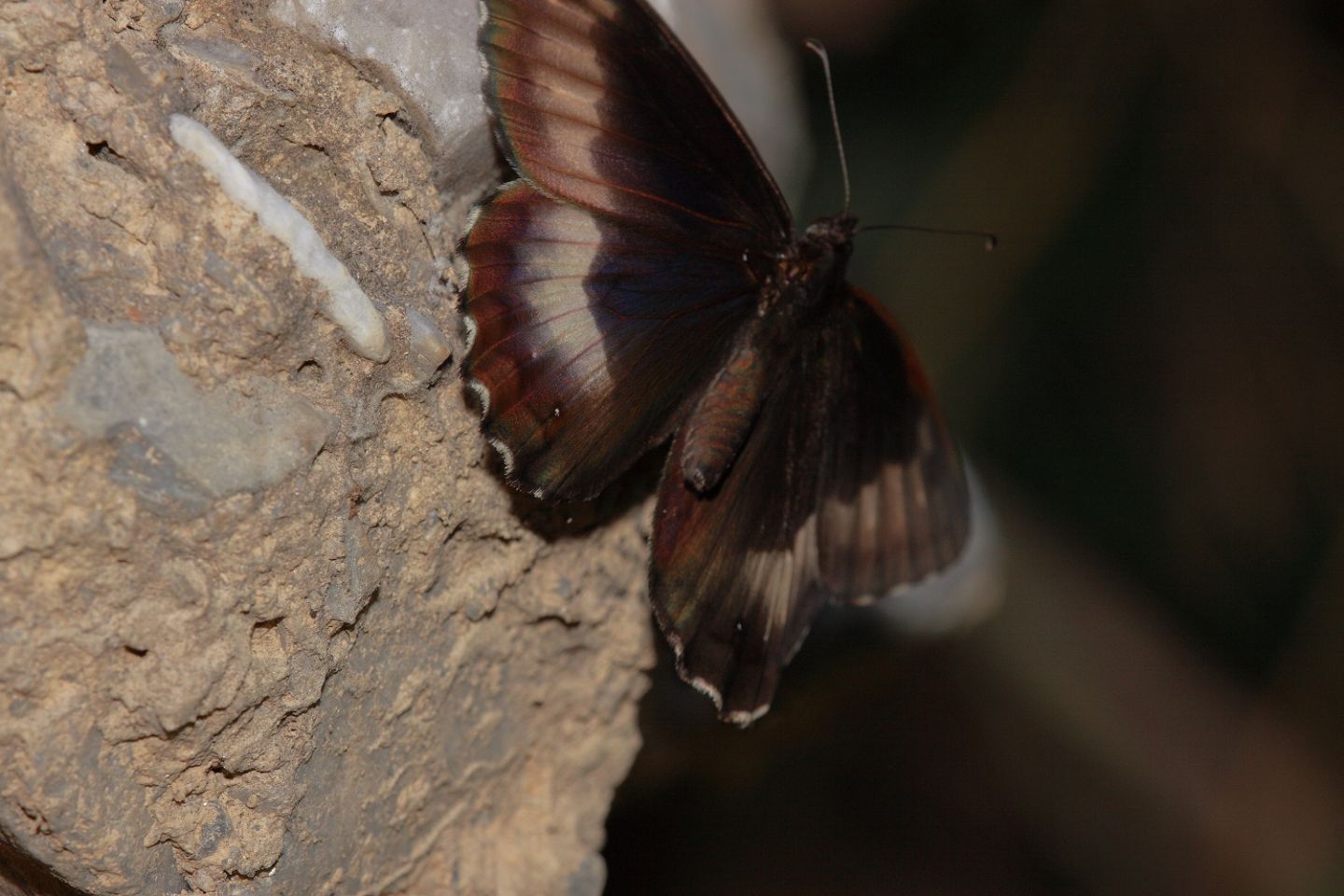 Papilio Alexanor + Hipparchia sp.