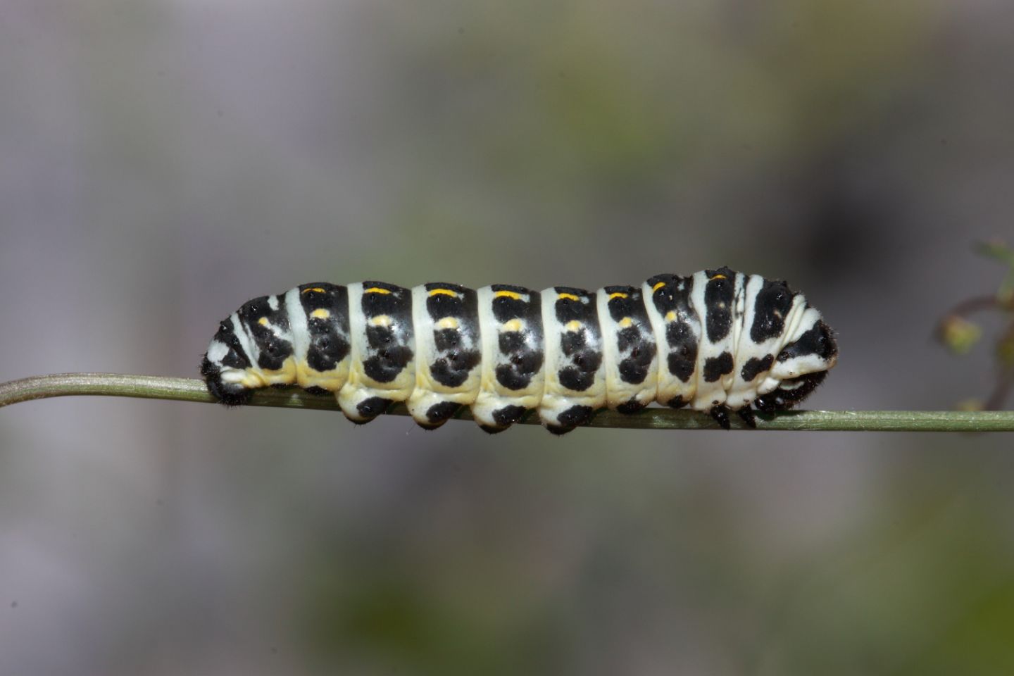 Papilio Alexanor + Hipparchia sp.