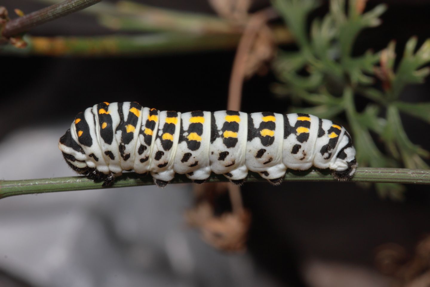 Papilio Alexanor + Hipparchia sp.