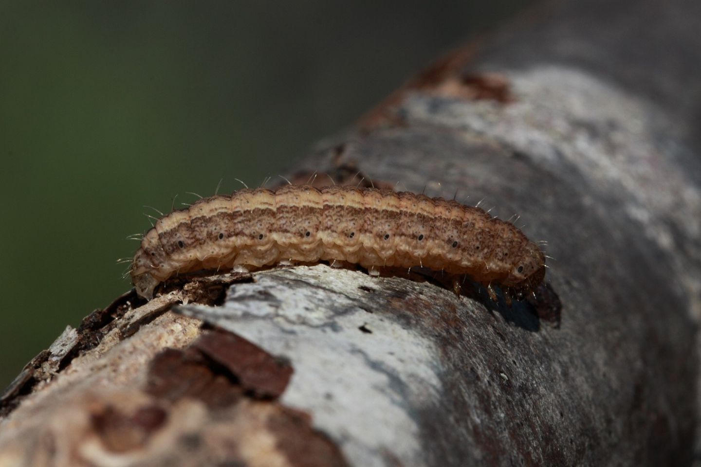 Id bruco: Cfr. Hoplodrina sp. - Noctuidae