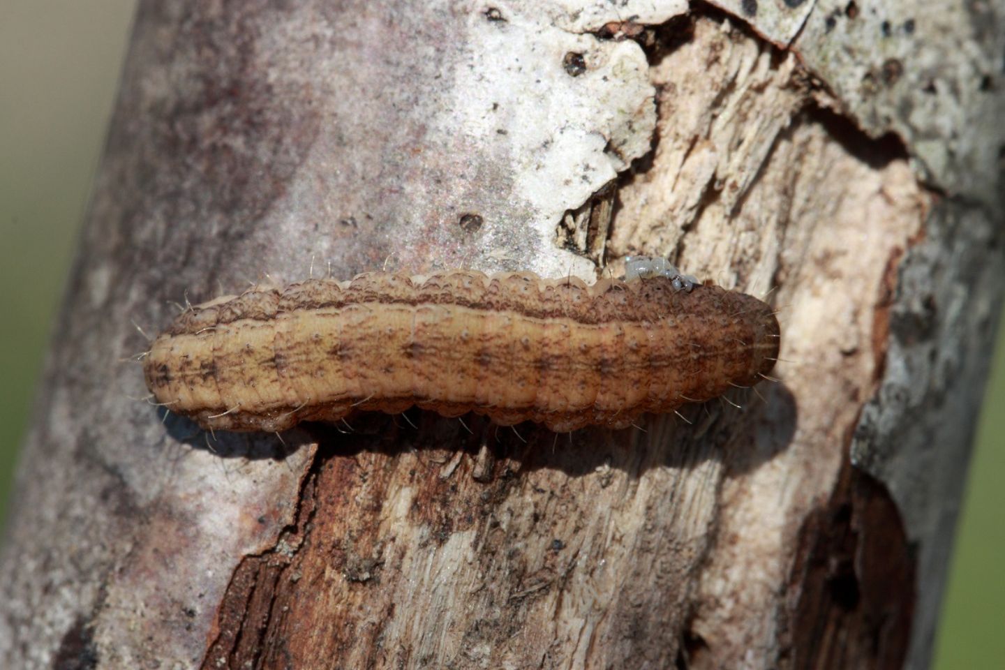 Id bruco: Cfr. Hoplodrina sp. - Noctuidae