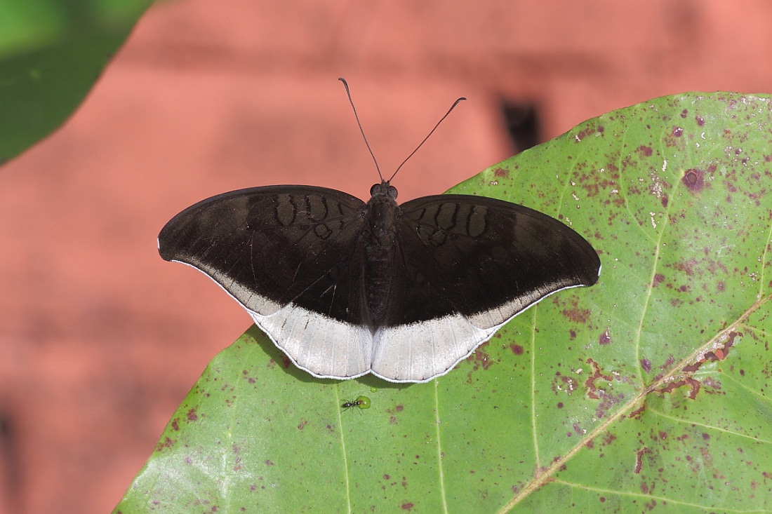 Farfalle del Kerala ( India)