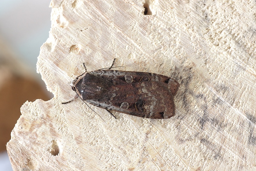 Tutte N. pronuba ?