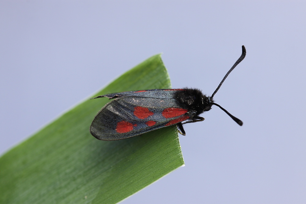 Zygaena cynarae ?