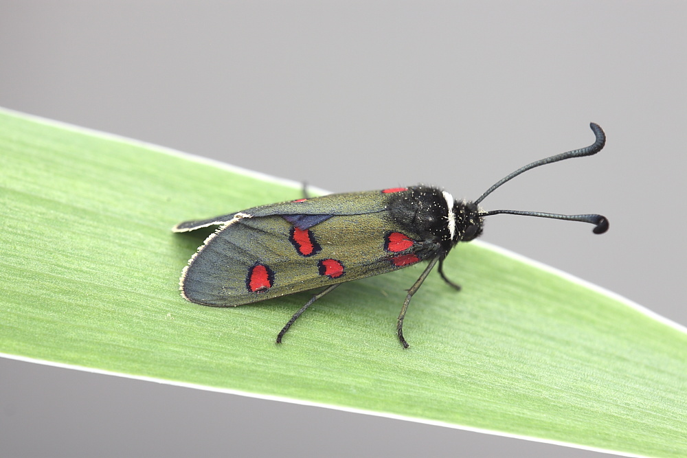 Zygaena cynarae ?