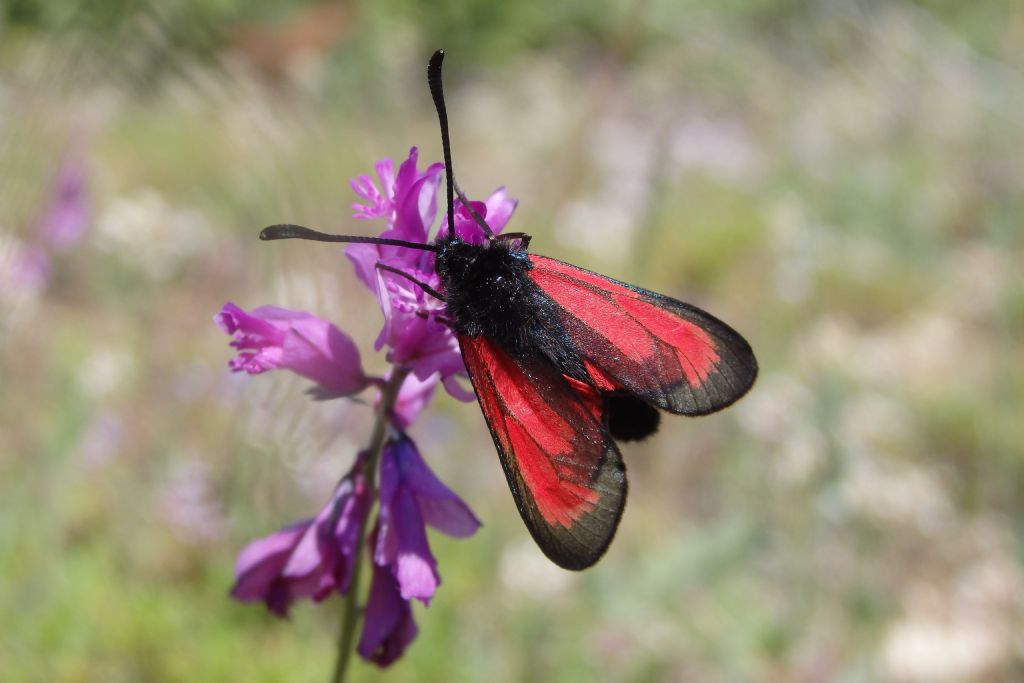 Mesembrynus purpuralis, Zygaenidae