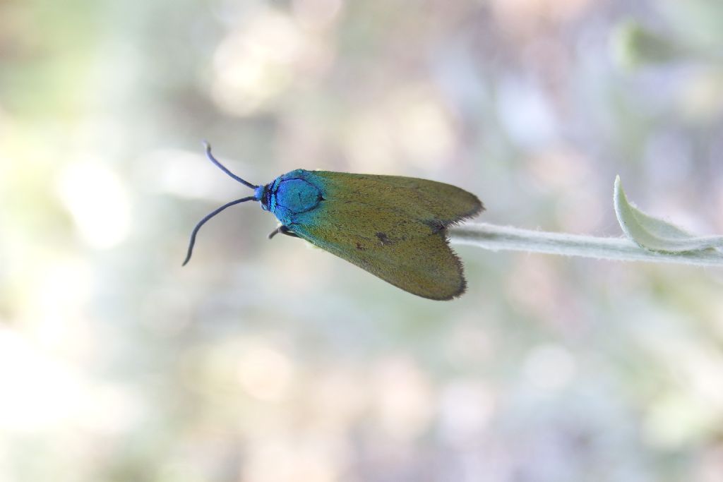 Green forester moth - Adscita sp. o Jordanita sp., Zygaenidae