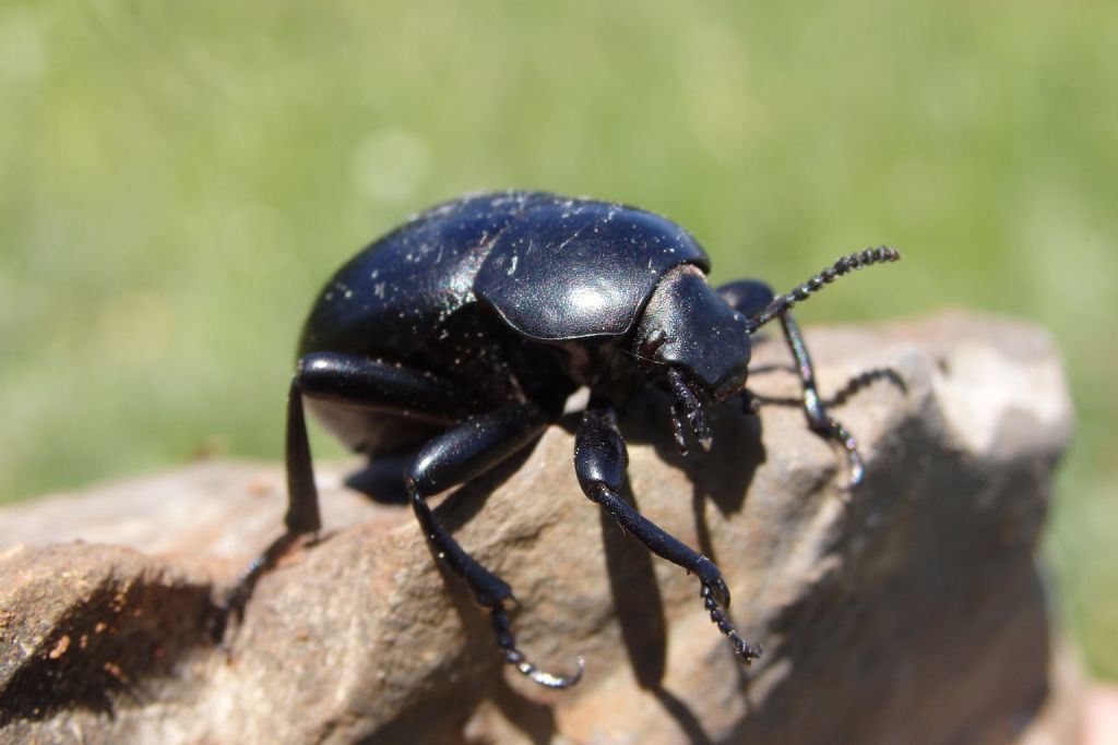 Gnaptor spinimanus (Tenebrionidae)