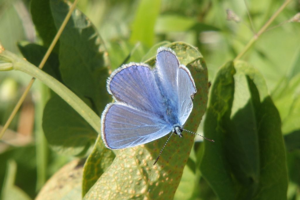 Polyommatus icarus?