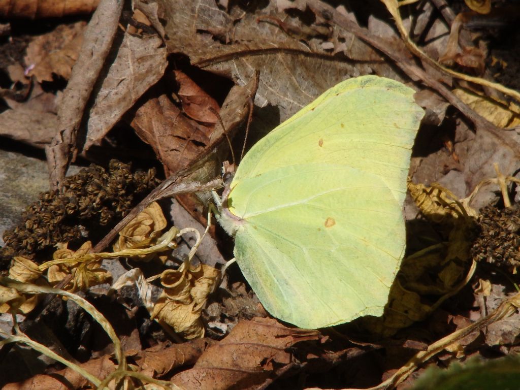 Gonopteryx rhamni?