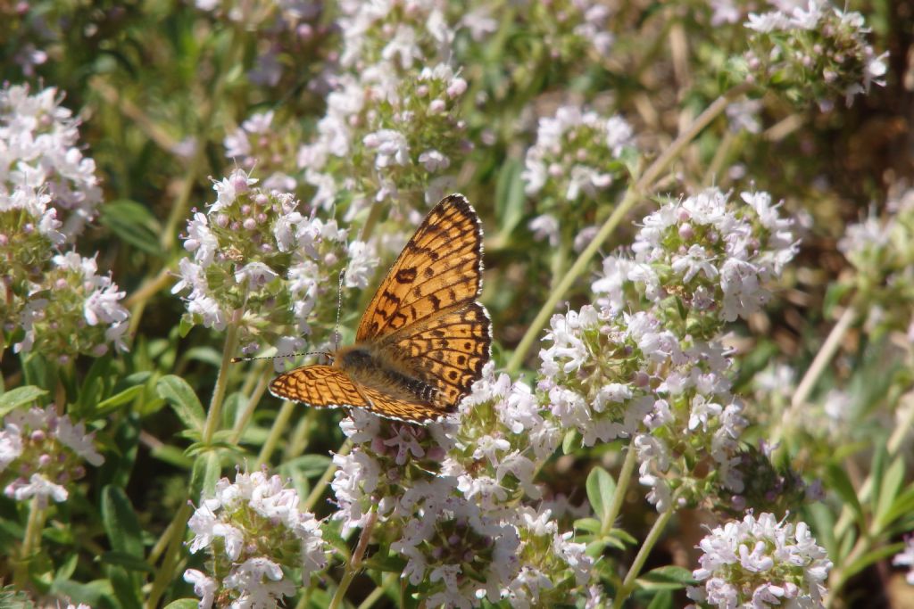 Melitaea cinxia?