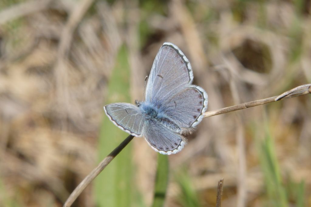 Aricia anteros? della Grecia