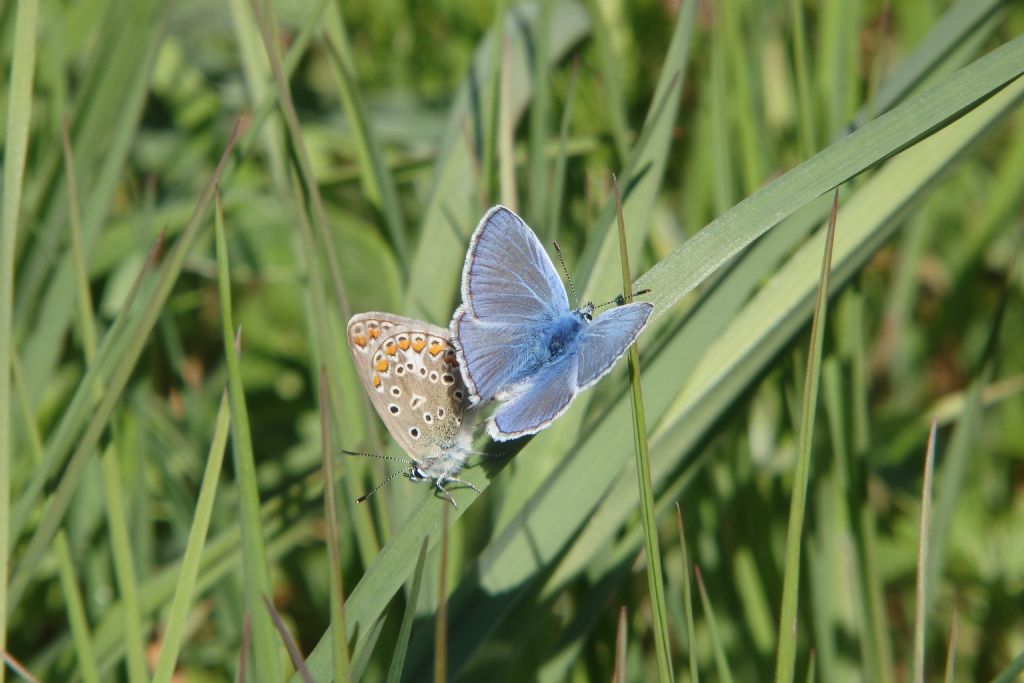 Polyommatus icarus mating