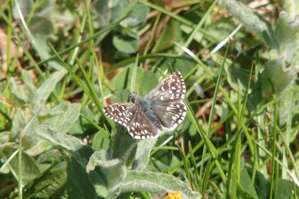 Hesperidae Muschampia? Pyrgus? Pyrgus malvae