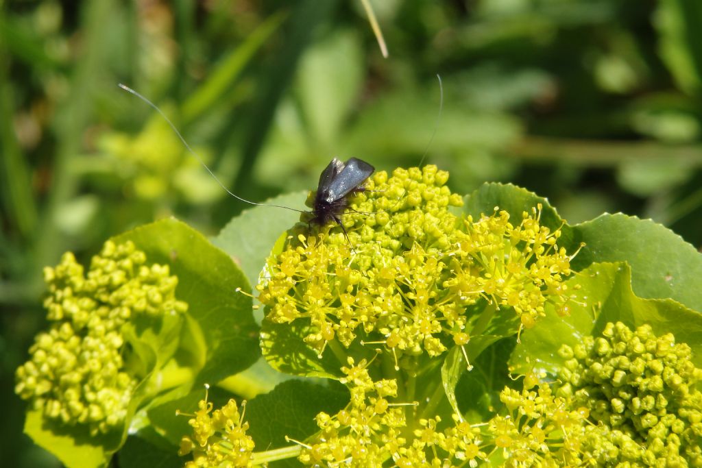 Da id (che bella!) - Adela cfr. reaumurella, Adelidae