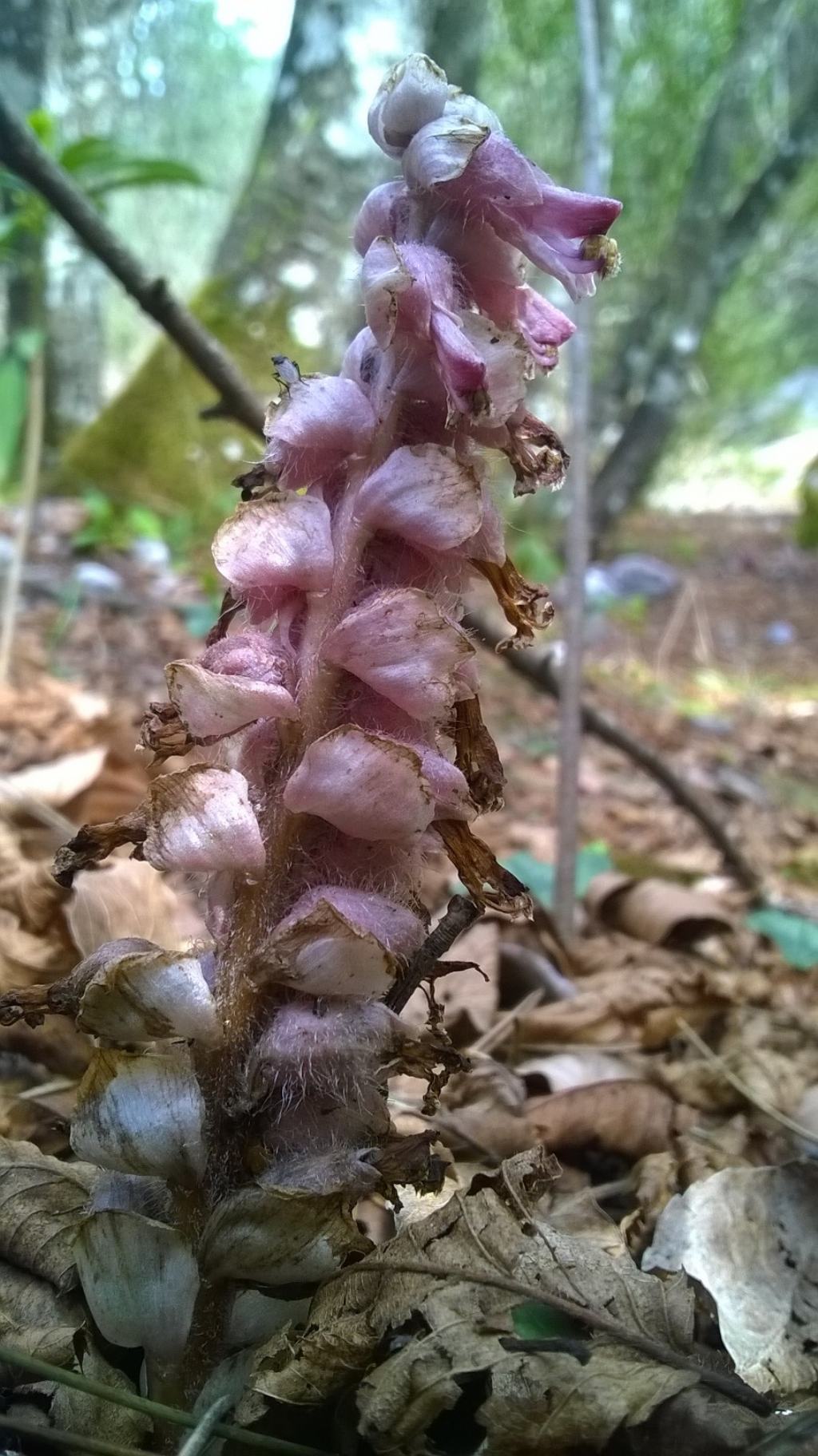 Lathraea squamaria (Lamiales - Orobanchaceae)