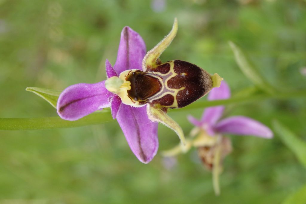 Ophrys oestrifera ? se si che subsp.?