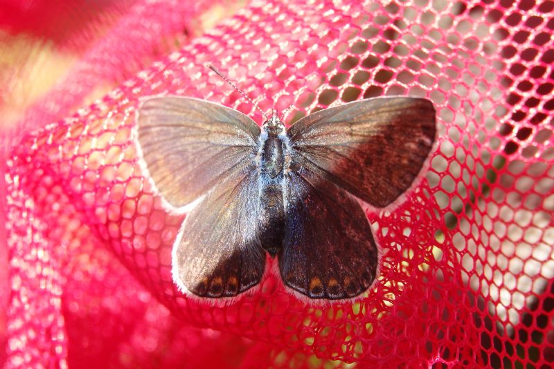 Da identificare - Polyommatus sp. - Lycaenidae