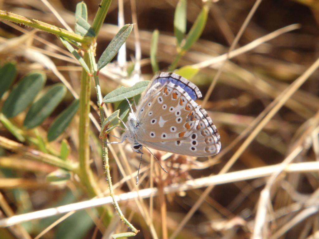 Polyommatus sp ?