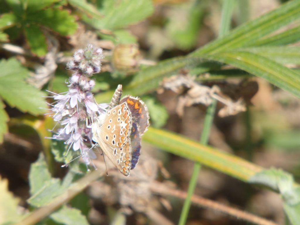 Polyommatus sp ?