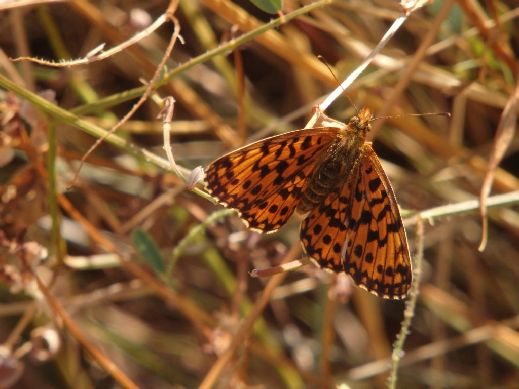 Boloria euphrosyne? No, Boloria (Clossiana) dia, Nymphalidae