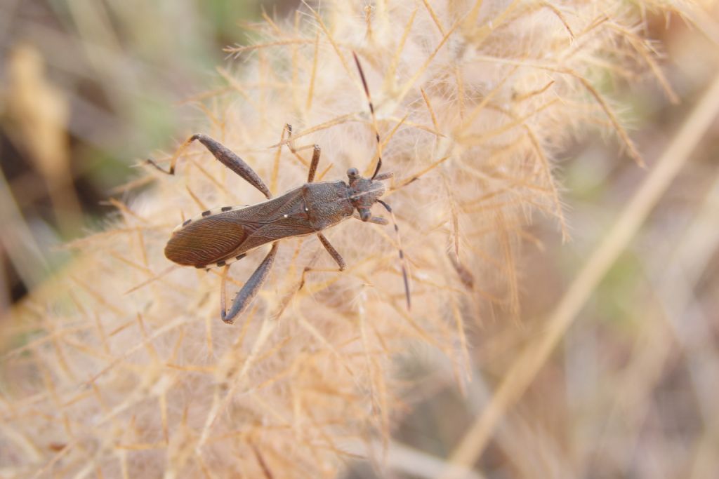 Alydidae: Camptopus lateralis