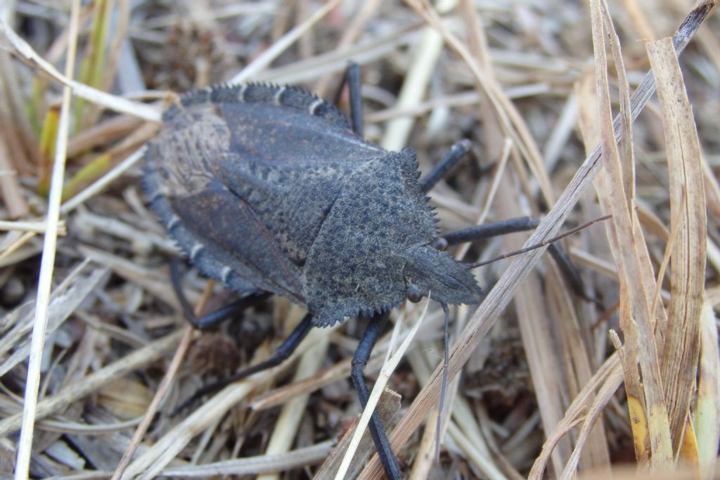 Pentatomidae: Mustha spinosula