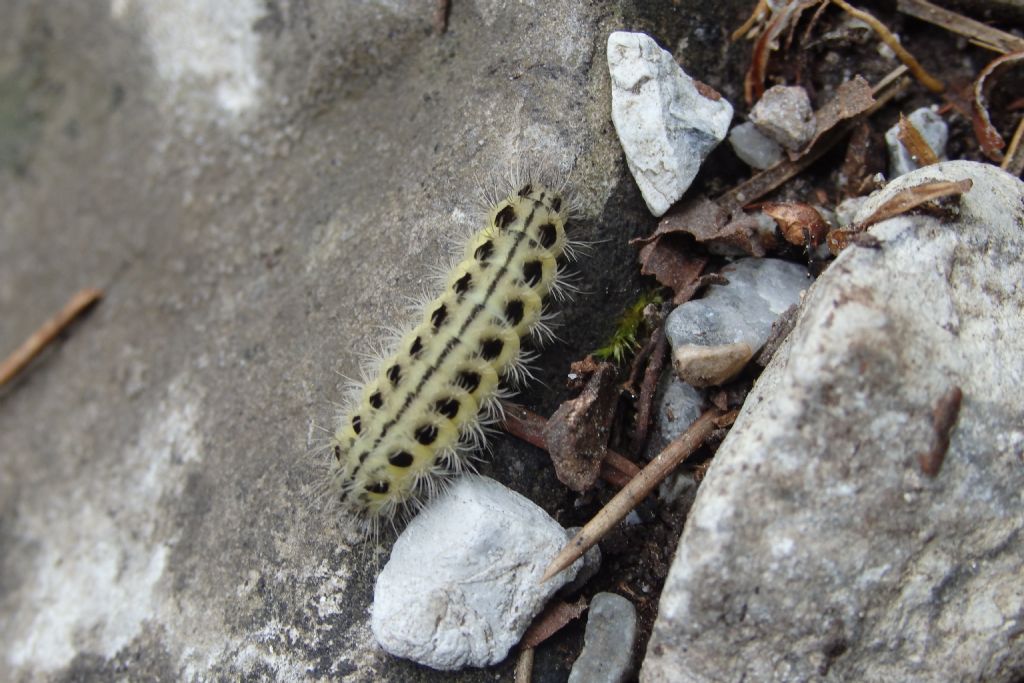 Larva di Zygaena filipendulae? No, Zygaena (Zygaena) ephialtes