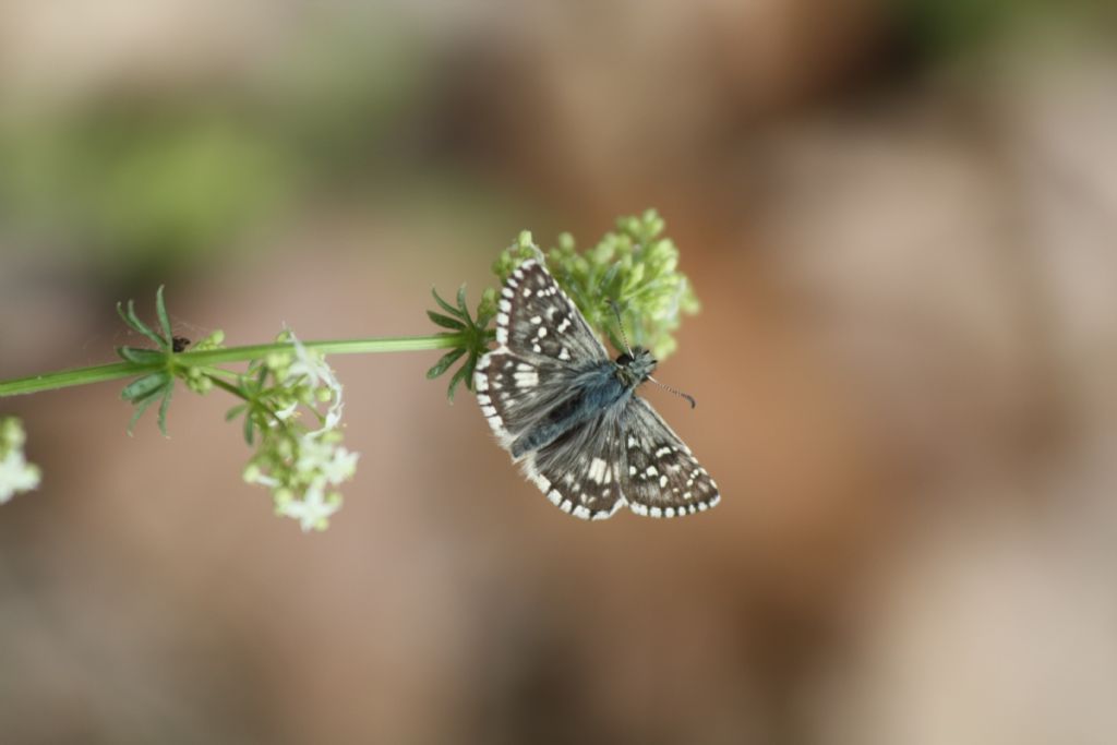 Da id della Grecia. Pyrgus sp.? Pyrgus armoricanus