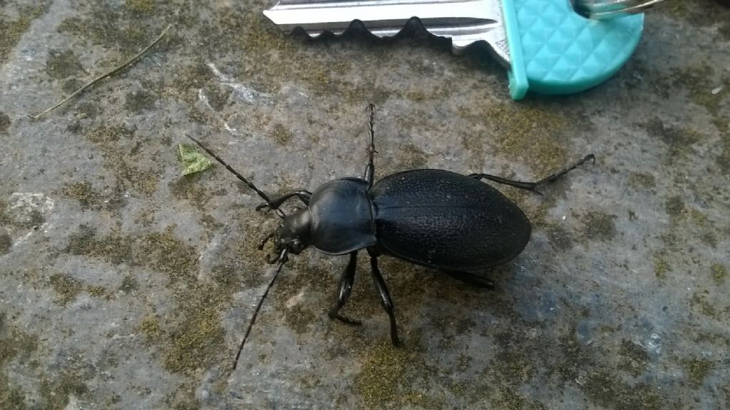 Carabus coriaceus ? (Della Grecia)