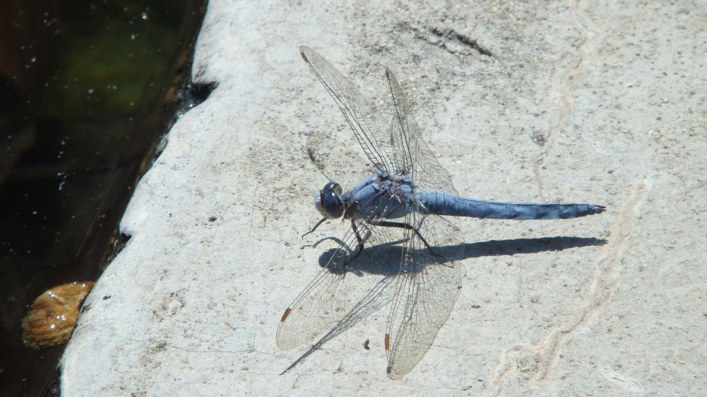 Maschio di Orthetrum brunneum? (della Grecia)