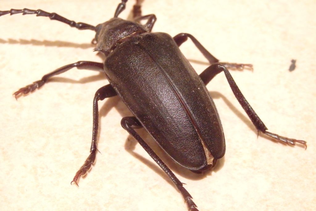 Cerambycidae: cfr. Mesoprionus besikanus