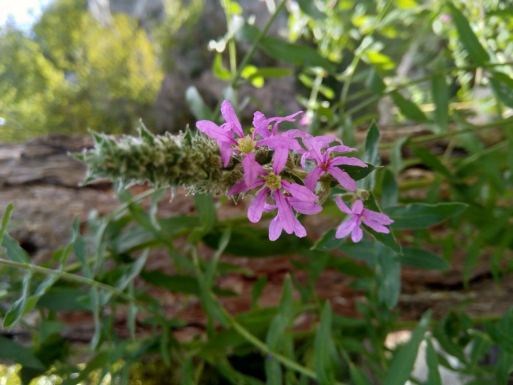 Lythrum sp.